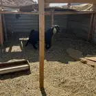 تيس عارضي فحل وعنز حليب