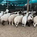 ذبايح الدمام