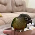 كنيور