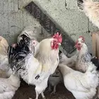 دجاج بياض تربية