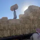 تبن قمح انتاج 2024