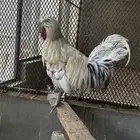 دجاج بولش كلوبي