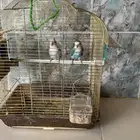 جوز طيور روز