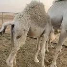 قعود