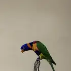 تم البيع تم البيع