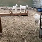 ماعز بيشي صنف الصنف جفار ثنايا مواليد