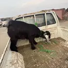 تيس عارضي شرط