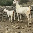 معزا برص فاخره 2 تحتها 2