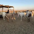 معزاء هولنديات