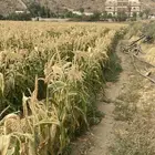 علف حبش لللمواشي