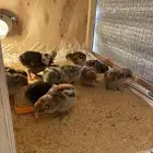 صيصان دجاج بلدي