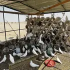 حمام فرنسي
