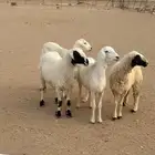 رخال دفيع كفو ووحده سديس متبع ))