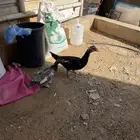 بط مصري بح بياض جوز