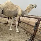 ضريبه طيب ونظيفه ( تم اابيع )