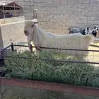 تيوس فحول ثنين