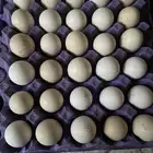 بيض دجاج بلدي