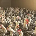 دجاج فيومي