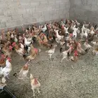 دجاج بلدي بياض