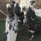 قطايف للبيع