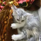 قطه للتبني