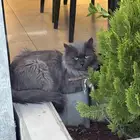 قطه في حي الشفاء عند مطعم لذة شوايه عند دوار الشهداء