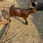 تيوس مناسبات سمان شحم ومضمومه ولله الحمد