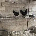 دجاج