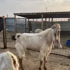 تيس فحل مطور
