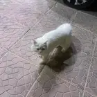 قطه ضايعه فالنزهه