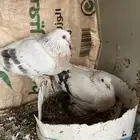 زوج تركي