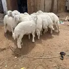 للبيع خرفان حري