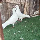 بكستاني طيار اسم شتري