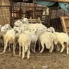 رخال حري ورفيد