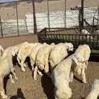 طليان حريه من المراح