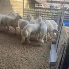 طليان حري