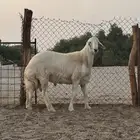 مشروع فحل