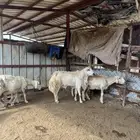 فحل مشروط