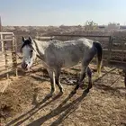 فرس شعبية ومهر