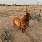 جذعه دافع