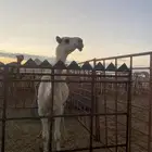 بكره للبيع