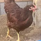 دجاجة رود ايلاند