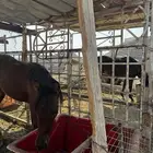 ثنين خيول للبيع