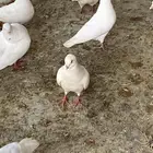 حمام فرنسي