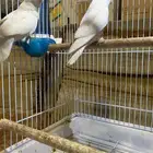 جوز روز ( البينو عيون حمراء)