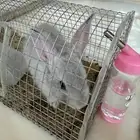 ارنب للبيع مجانا