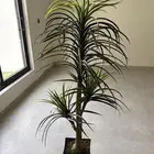 أشجار زينه للبيع العدد 3