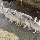 للبيع غنم طيبه