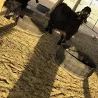ذبايح حيل بريه