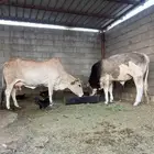 بقره معاها حسيل